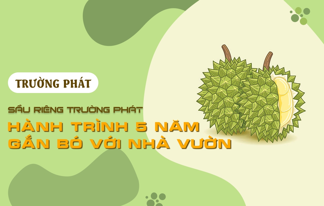 🎉 Sầu Riêng Trường Phát – Hành Trình 5 Năm Gắn Bó Với Nhà Vườn