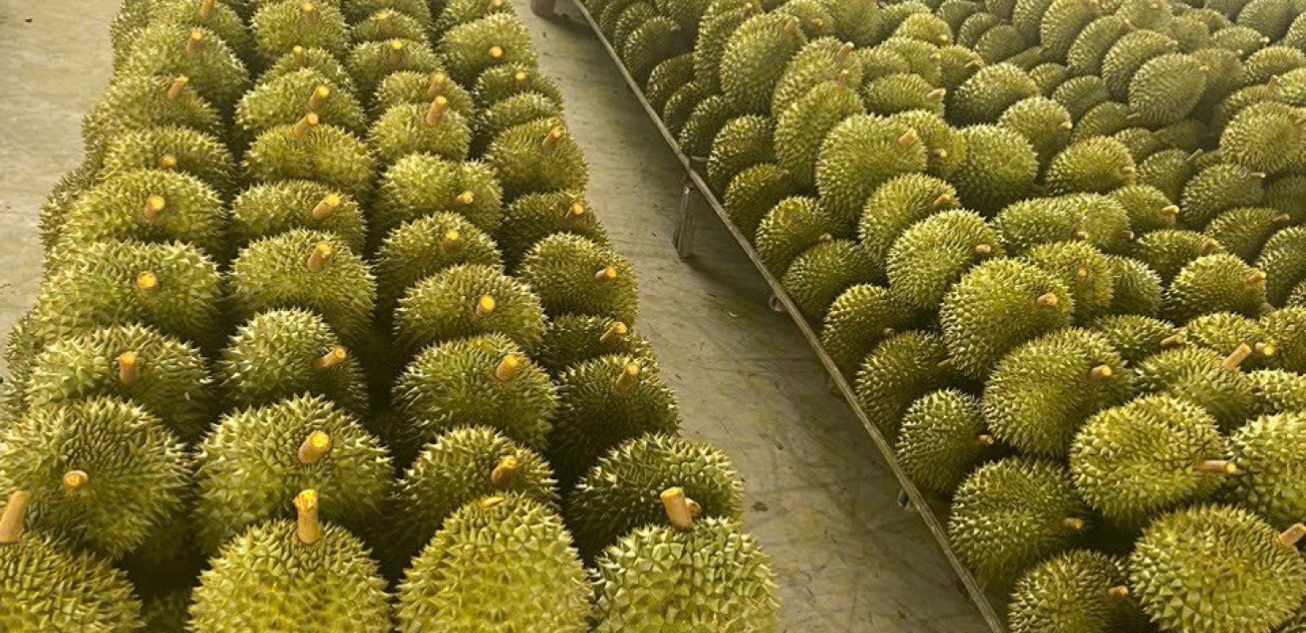 Sầu Riêng Lâm Đồng | Sầu riêng xuất khẩu Lâm Đồng | Vựa sầu riêng lâm đồng | Sầu Riêng Trường Phát