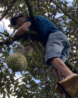 Thu hoạch sầu riêng