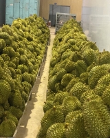 Sầu riêng đợi đóng thùng