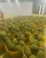 Phân loại sầu riêng khi chở về