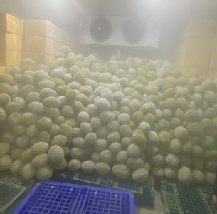 SẦU RIÊNG CẤP ĐÔNG NGUYÊN TRÁI