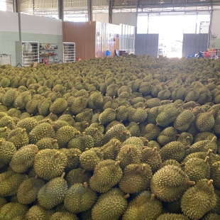 CHẾ BIẾN SẦU RIÊNG XUẤT KHẨU