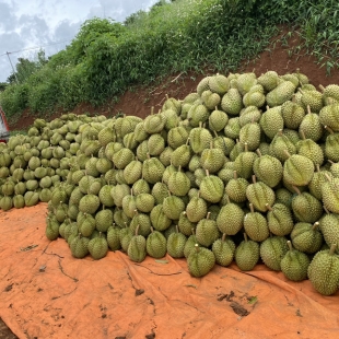 THU MUA SẦU RIÊNG