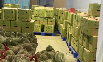 Đóng thùng sầu riêng chuẩn bị xuất đi