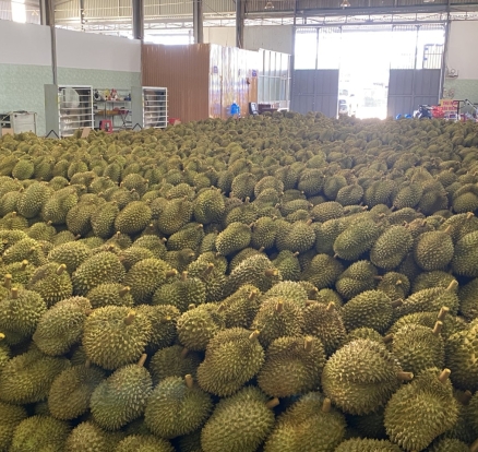 Sầu riêng phân loại