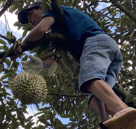 Thu hoạch sầu riêng