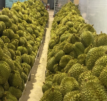 Sầu riêng đợi đóng thùng