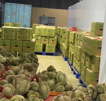 Đóng thùng sầu riêng chuẩn bị xuất đi