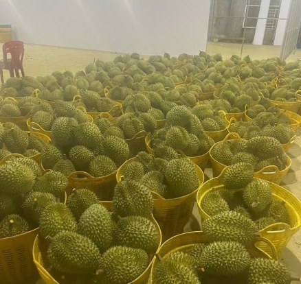 Phân loại sầu riêng khi chở về