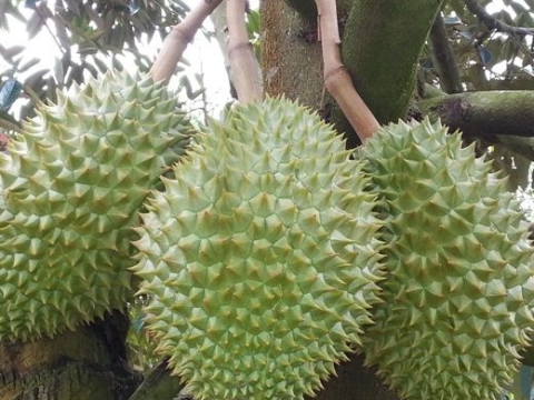 Vườn Sầu Riêng