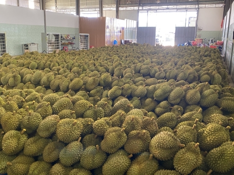 Sầu riêng phân loại