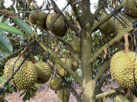 Vườn Sầu Riêng