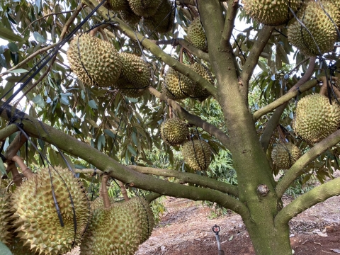 Vườn Sầu Riêng