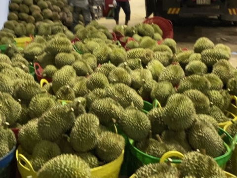 Phân loại sầu riêng khi chở về