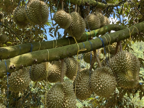 Vườn Sầu Riêng