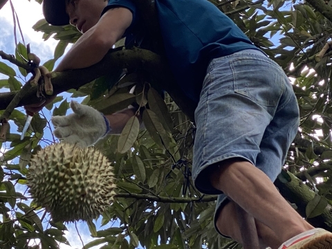 Thu hoạch sầu riêng