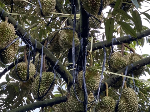 Thu hoạch sầu riêng