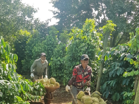 Vườn Sầu Riêng