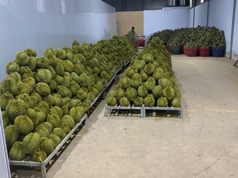 Sầu riêng đợi đóng thùng