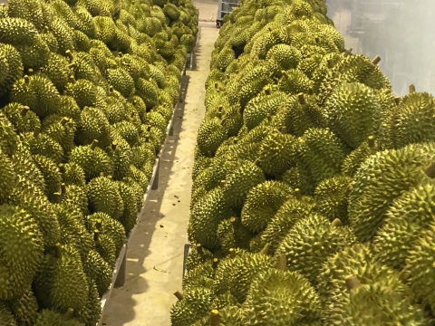 Sầu riêng đợi đóng thùng