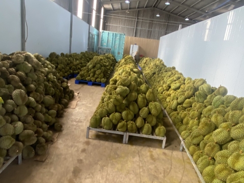Sầu riêng đợi đóng thùng