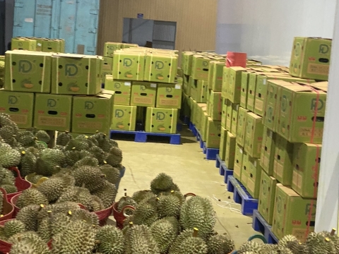 Đóng thùng sầu riêng chuẩn bị xuất đi