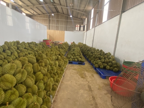 Đóng thùng sầu riêng chuẩn bị xuất đi