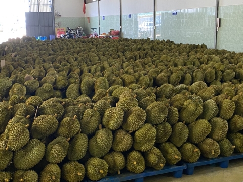 Sầu riêng đợi đóng thùng