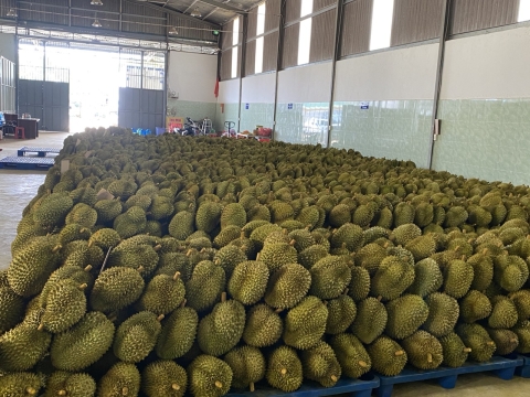 Sầu riêng phân loại