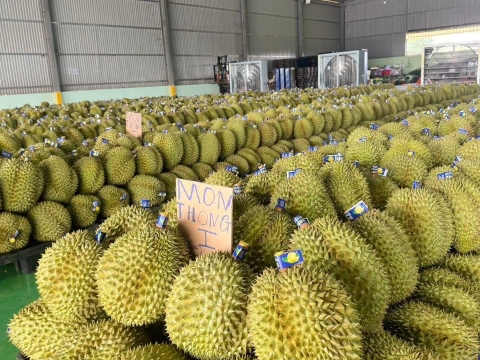 Sầu riêng phân loại