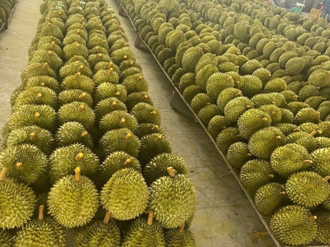 Sầu riêng đợi đóng thùng
