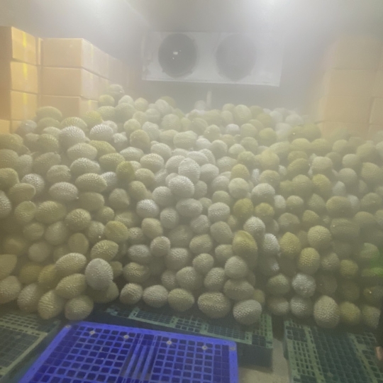 SẦU RIÊNG CẤP ĐÔNG NGUYÊN TRÁI